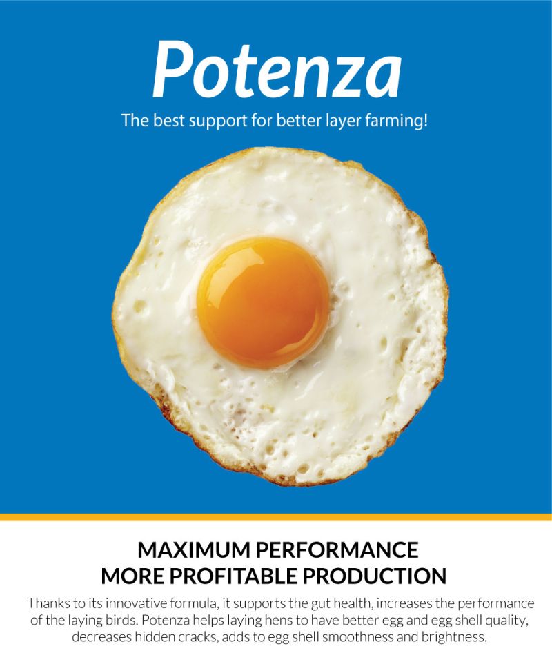 POTENZA - MORE PROFITABLE LAYER FARMING