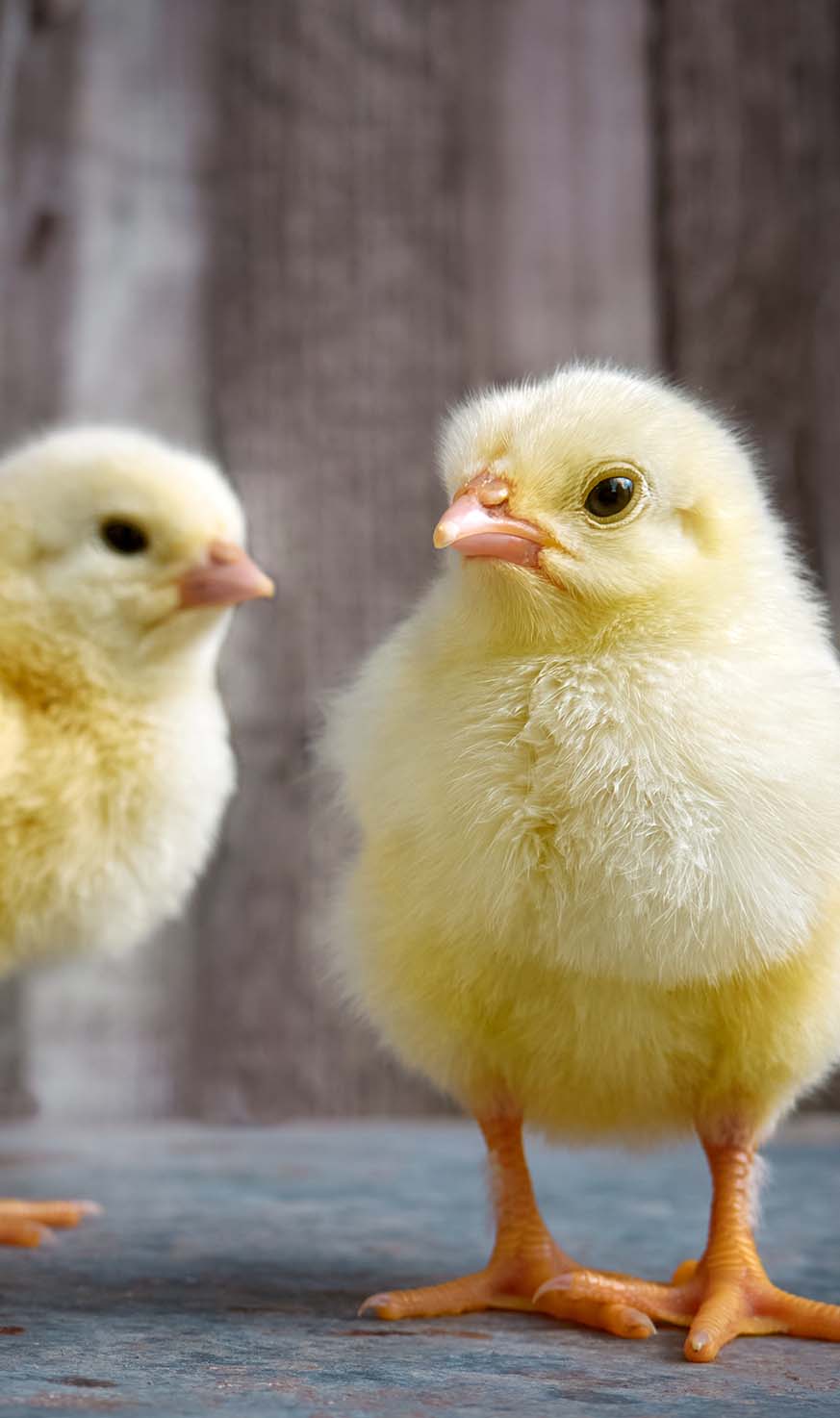 Take the video tour on the ZOO!