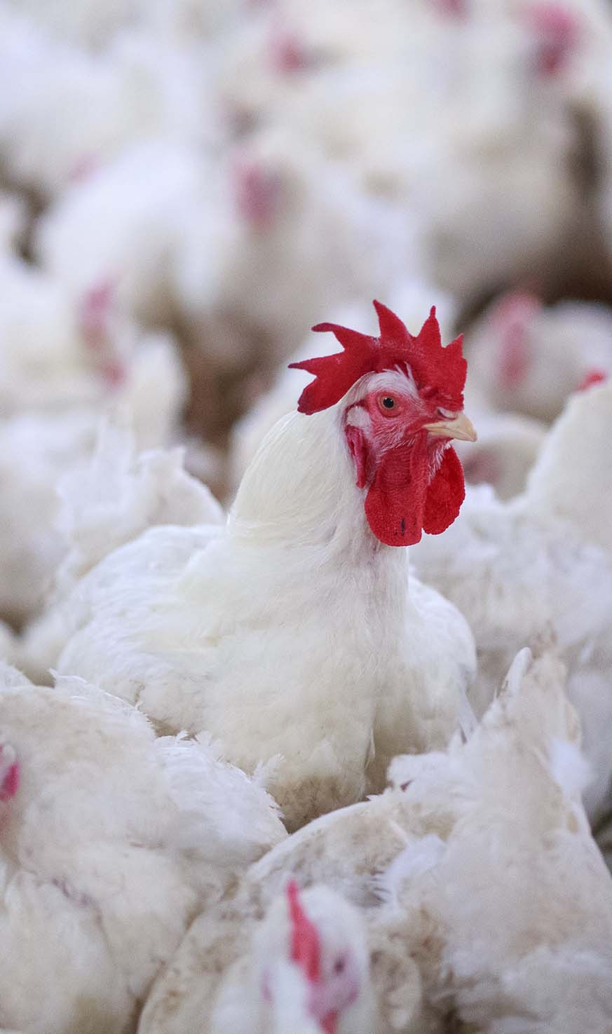 Take the video tour on the ZOO!