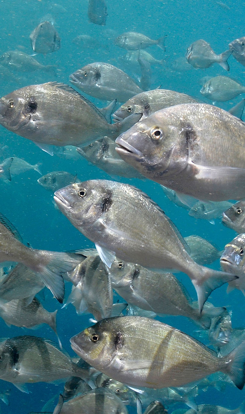 Take the video tour on the ZOO!